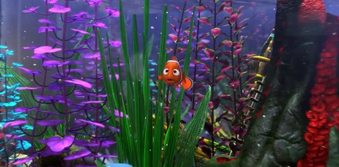 Nemo lucky nemos