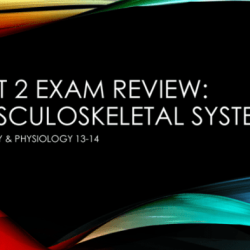 Jarvis chapter 23 musculoskeletal system