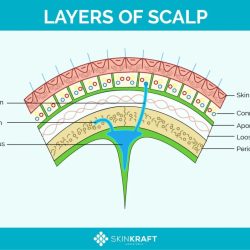 Las tres capas del cuero cabelludo