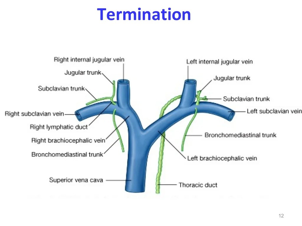 Cannulation of thoracic duct cpt code