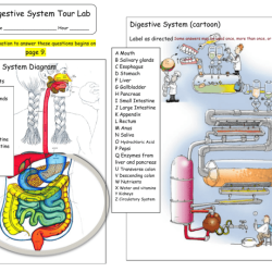 Muscular system tour lab answer key