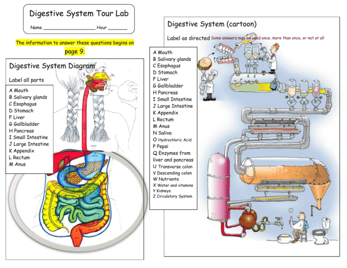 Muscular system tour lab answer key