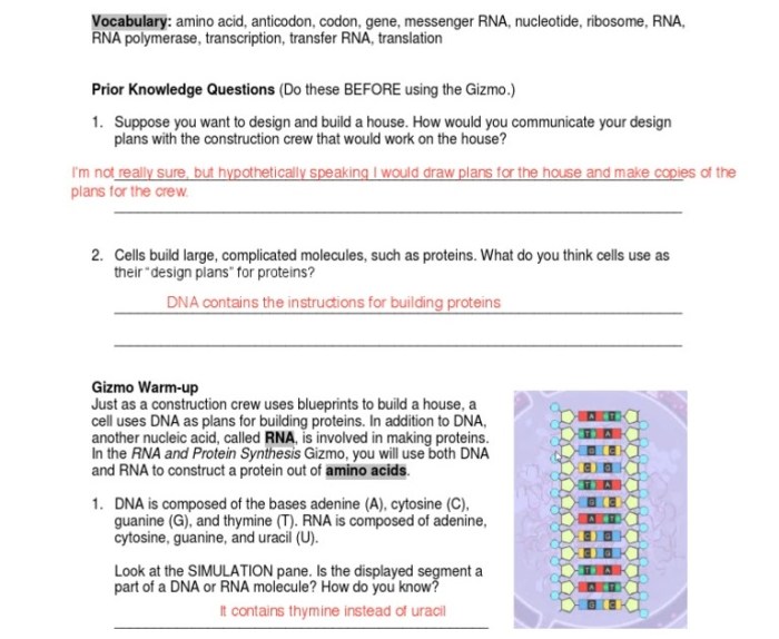 Gizmo student exploration building dna answer key